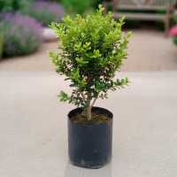 Buxus 3 lts